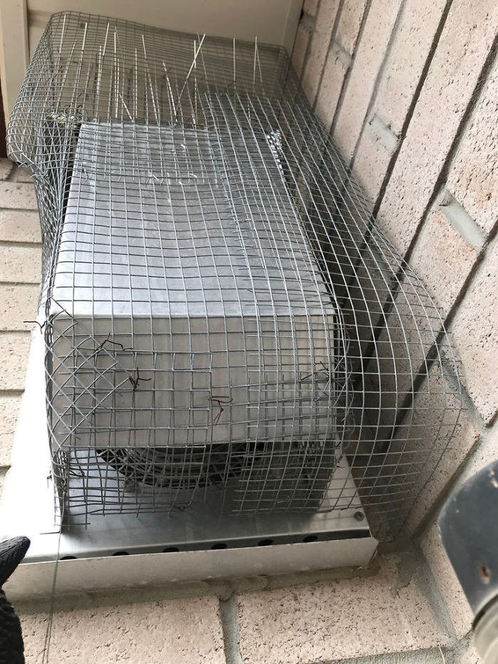 Guy Tries To Fight Against Birds For 4 Years, And It Gets Funnier With Every Pic Guy Tries To Fight Against Birds For 4 Years, And It Gets Funnier With Every Pic