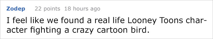 Guy Tries To Fight Against Birds For 4 Years, And It Gets Funnier With Every Pic