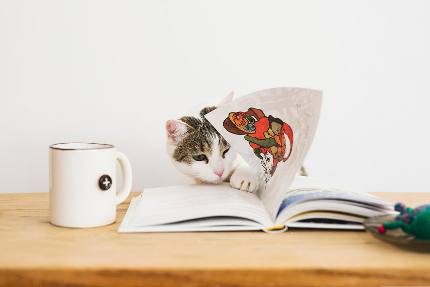 My Private Cats' Models!