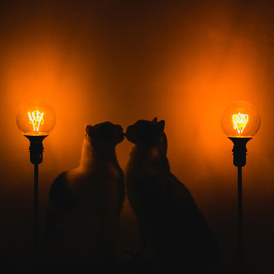 My Private Cats' Models!