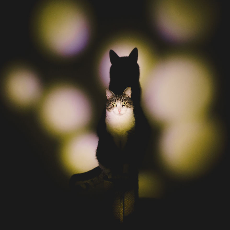 My Private Cats' Models!