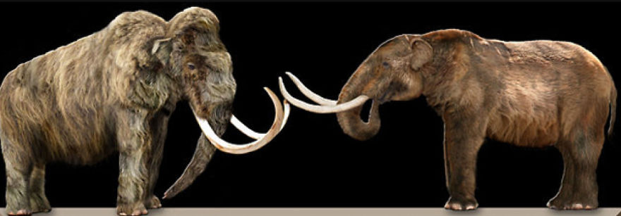 Compare Mammoth vs. Mastodon (Wooly)- Who Will Win?