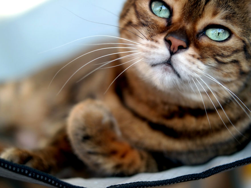 Molly Chan, The Bengal With The Shining Eyes