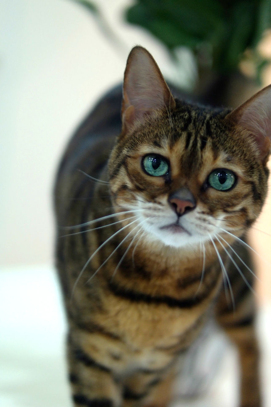 Molly Chan, The Bengal With The Shining Eyes