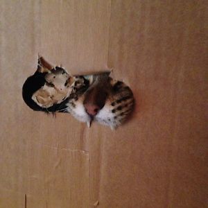 kimuittenhove avatar