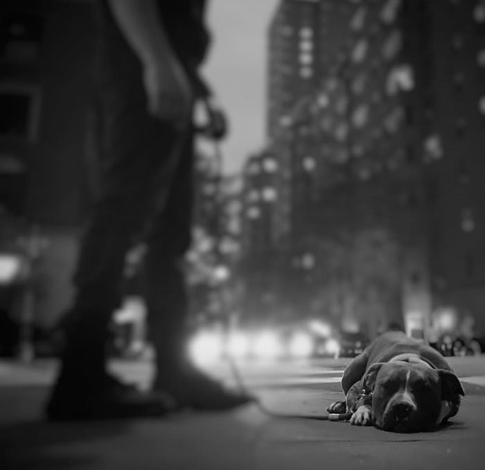 Heartwarming Photos Of 'The Walking Dead' Star With His 3 Rescue Pit Bulls Will Melt Your Heart Heartwarming Photos Of 'The Walking Dead' Star With His 3 Rescue Pit Bulls Will Melt Your Heart