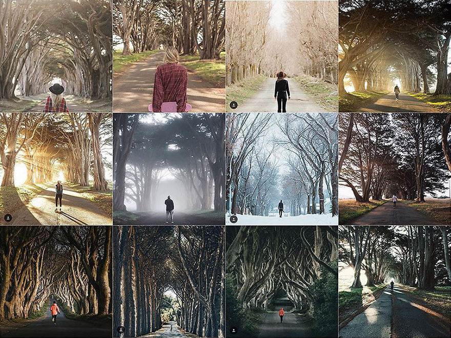 Person Centered In Front Of This Particular Row Of Trees