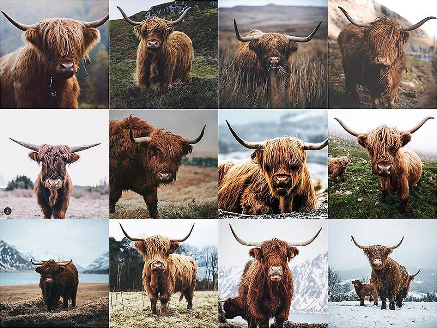 Close Up Of A Hairy Cow