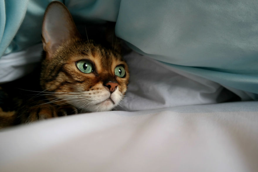 Molly Chan, The Bengal With The Shining Eyes