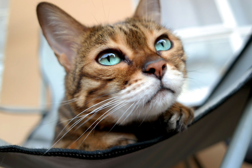 Molly Chan, The Bengal With The Shining Eyes Molly Chan, The Bengal With The Shining Eyes