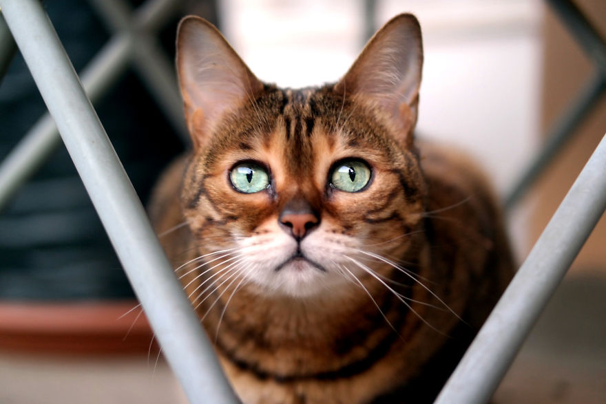 Molly Chan, The Bengal With The Shining Eyes
