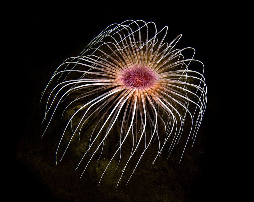 British Waters Macro Category: "Firework Fountain" By Cathy Lewis, UK