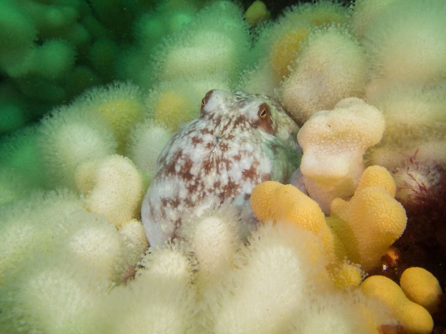 British Waters Compact Category: Third "Curled Octopus" By James Lynott, UK