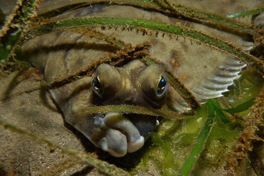 British Waters Compact Category: "The Plaice To Be" By Guy Mitchell, UK