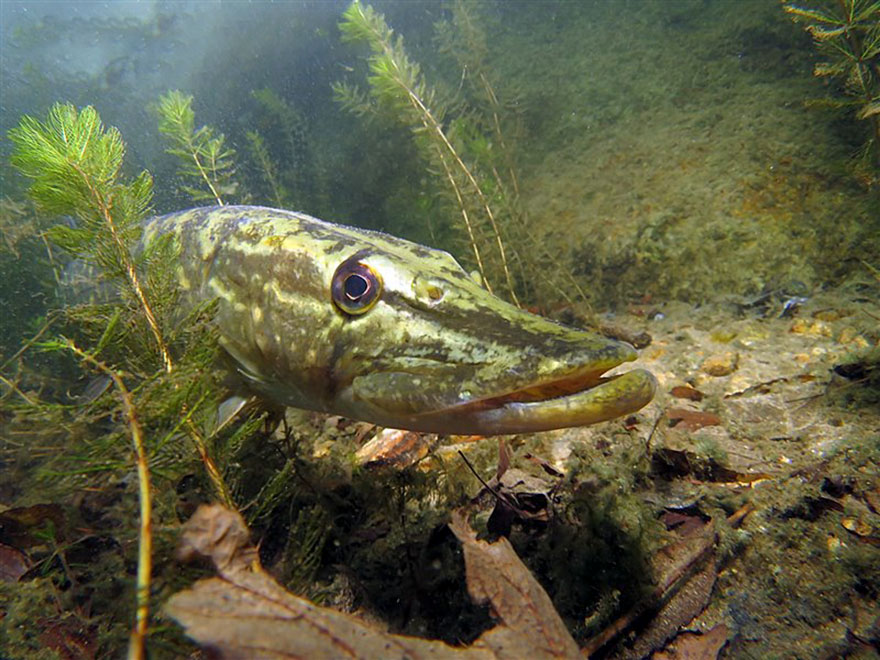British Waters Compact Category: "Pike Patrol" By Mark Launchbury, UK