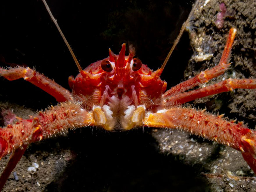 British Waters Compact Category: "Squat Lobster" By Paula Bailey, UK