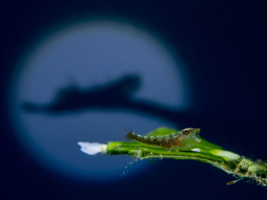 Macro Category: Third "The Shadow" By Kenji Cheow, Malaysia