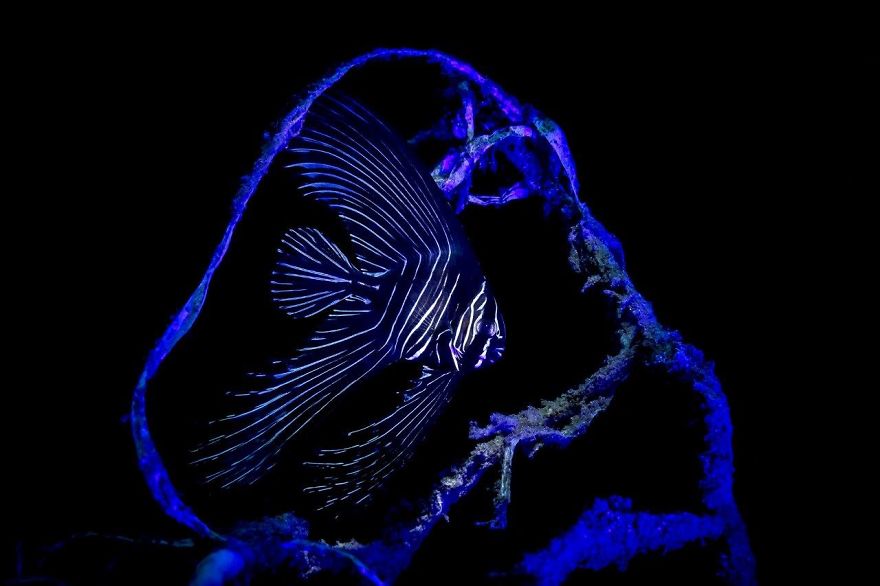 Macro Category: "Blue Fish" By Ace Wu, Taiwan