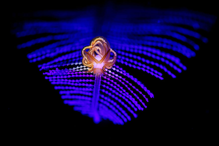 Macro Category: "Blue Nudibranch" By Ace Wu, Taiwan