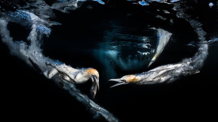 Behaviour Category: "Gannets Feeding" By Greg Lecoeur, France