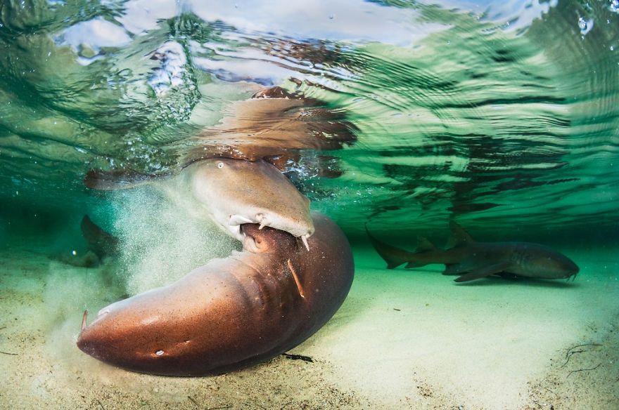 Behaviour Category: "Nurse Shark Mating Is No Gentle Affair" By Shane Gross, Canada