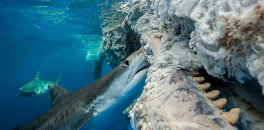 Behaviour Category: "Tiger Sharks Feeding On Sperm Whale Carcass" By Chris Burville, Bermuda