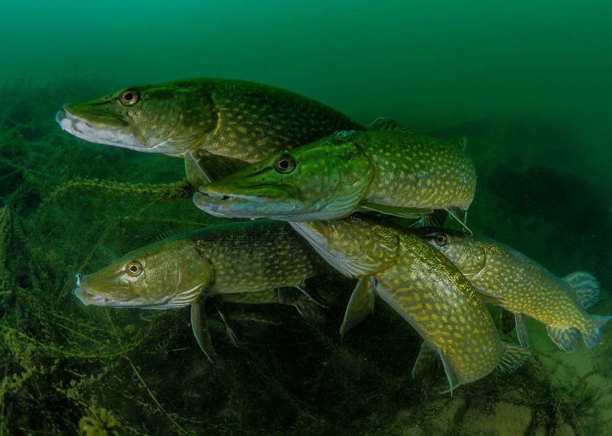 Most Promising British Underwater Photographer. "How Many Pike?" By Tony Stephenson, Uk