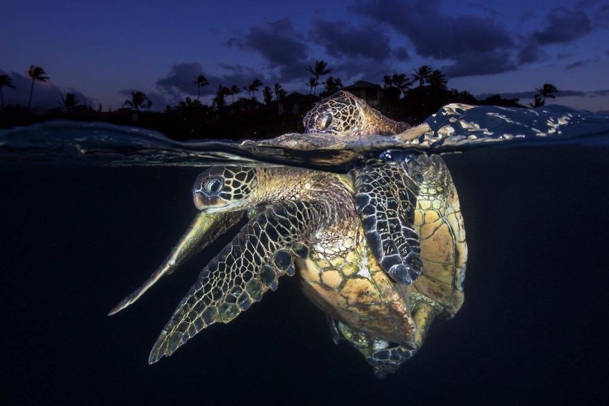 Behaviour Category: "Honu Love At Dusk" By Renee Capozzola, USA