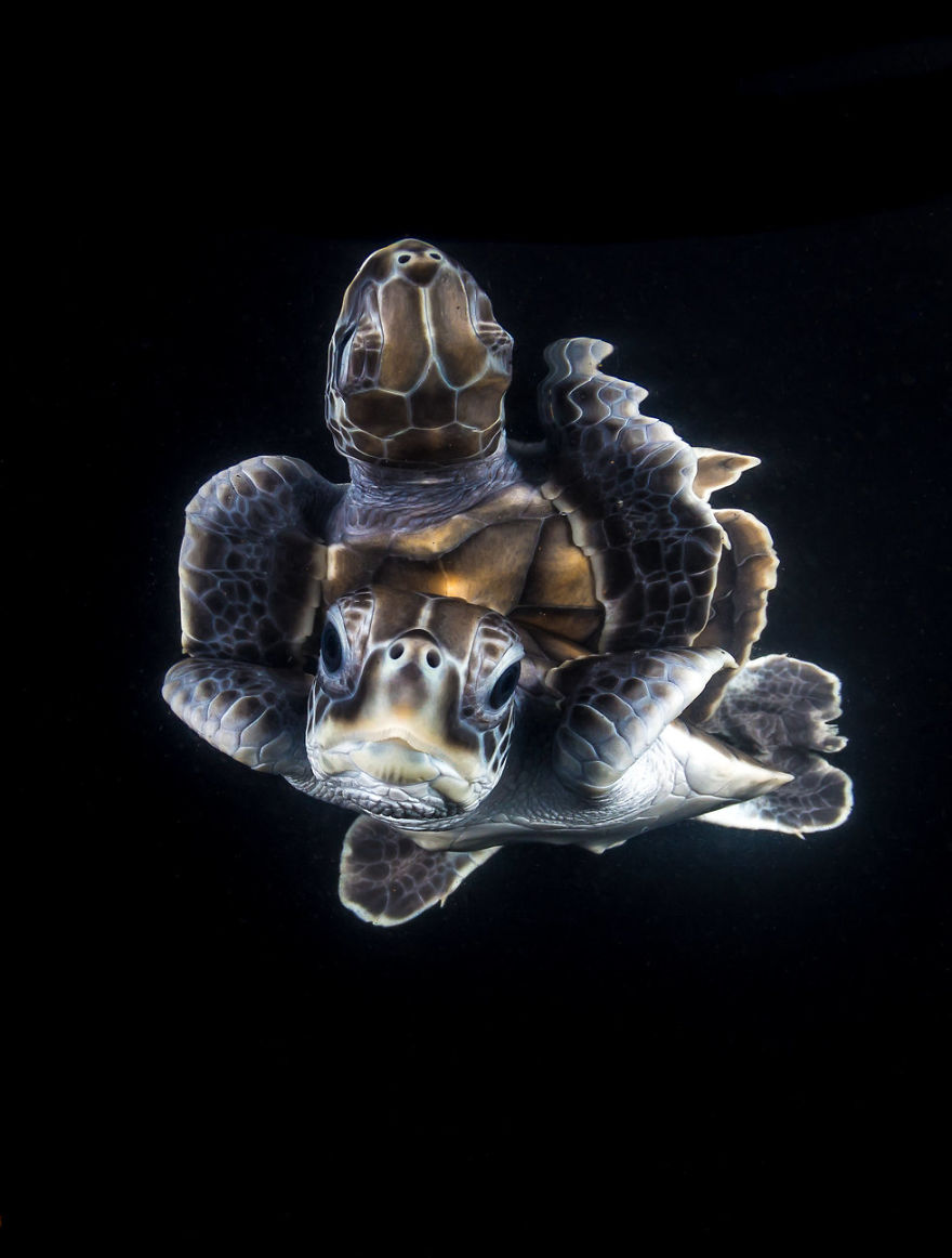 Portrait Category: "A Reflective Green Turtle Hatchling" By Matt Curnock, Australia