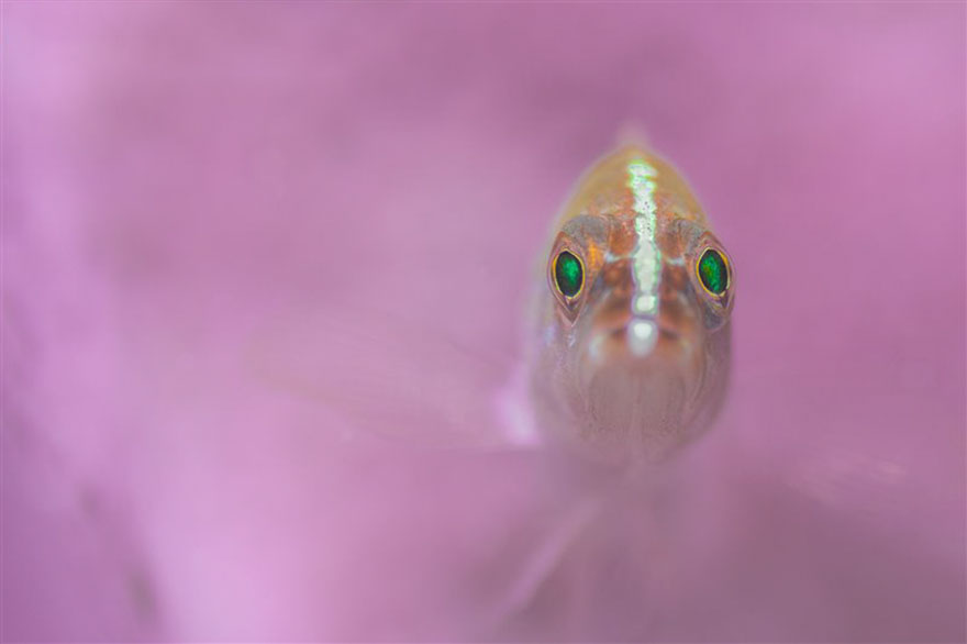 Portrait Category: "Pretty In Pink" By Nicholas More, UK