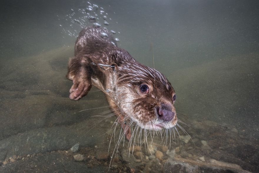 Portrait Category: "One Of The Last Ones" By Robert Marc Lehmann, Germany