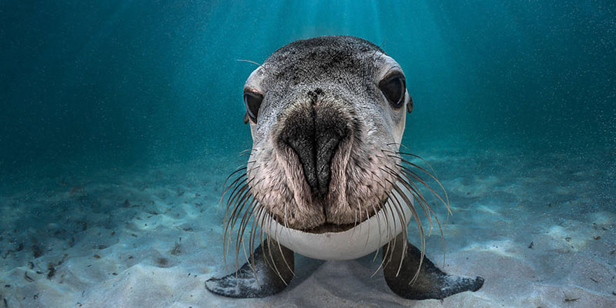 Portrait Category: "Australian Sea Lion" By Greg Lecoeur, France