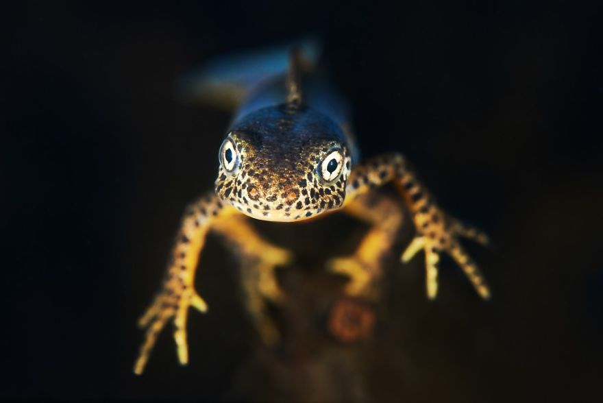 Portrait Category:"Jump" By Davide Lopresti, Italy