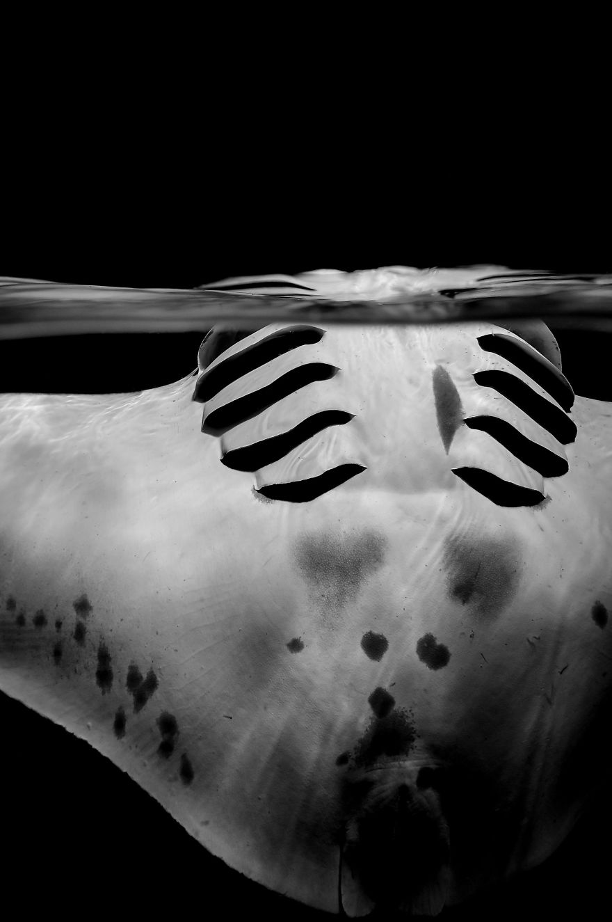 Black & White Category Runner Up: "Graceful Manta" By Sylvie Ayer, Switzerland