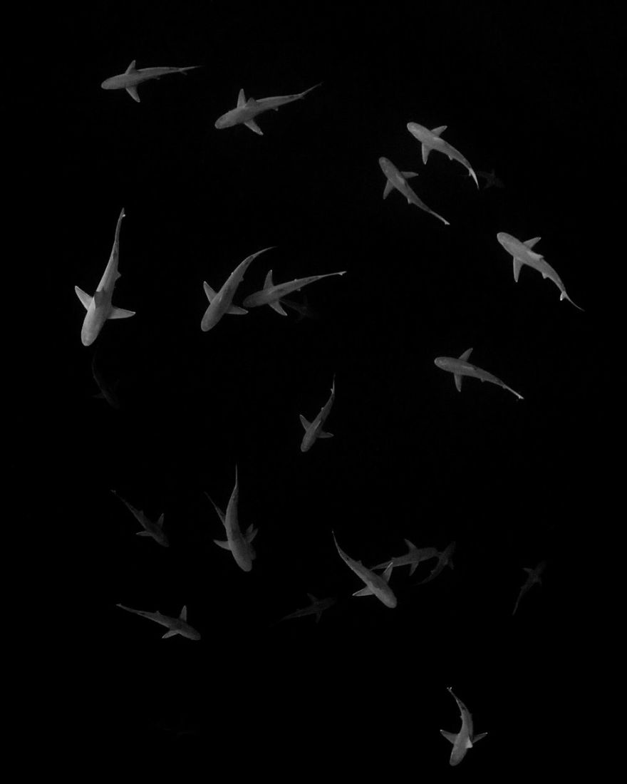 Black & White Category: Third "Angels Of The Deep" By Santosh Shanmuga, USA