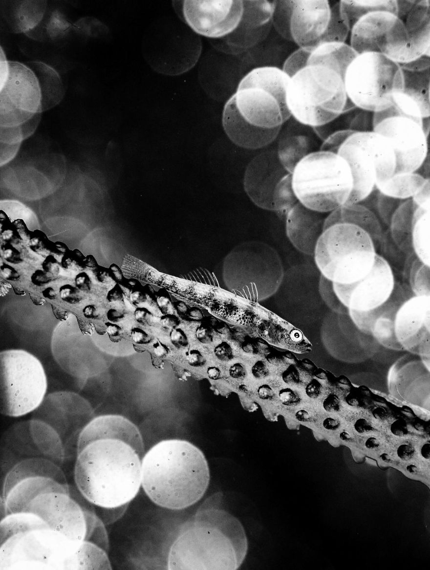 Black & White Category: "Bw Goby" By Anders Nyberg, Sweden