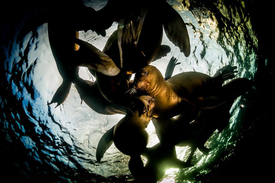 Compact Category: "At The Surface" By Stephen Holinski, Canada