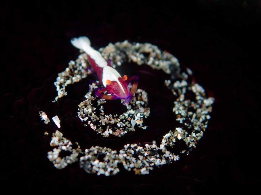 Compact Category: "Crop Circle"By Ipah Uid, Malaysia