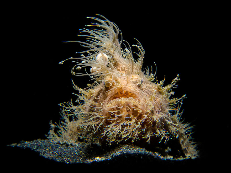 Compact Category: "Elvis" By Stefano Cerbai, Italy