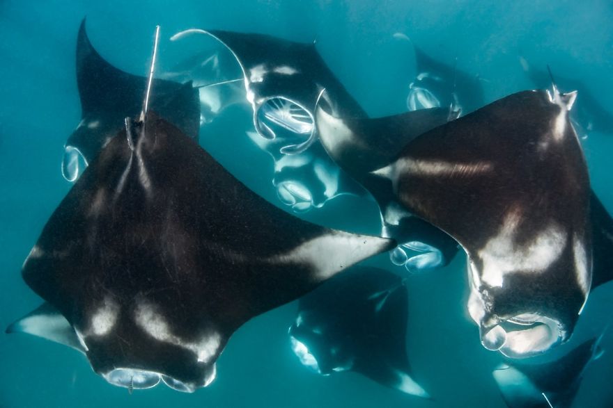 Compact Category: "Manta Frenzy" By Ali Shujau, Maldives