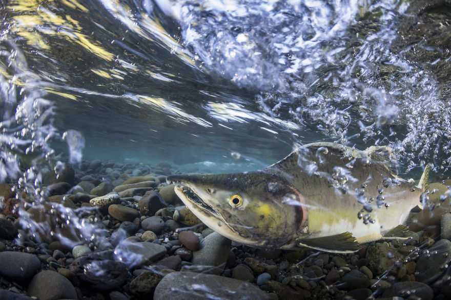 Up & Coming Category: Third "Migration" by Austin Ferguson, USA