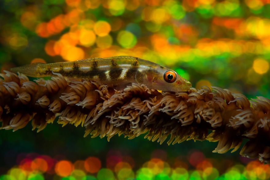 Up & Coming Category: "Colored" By Hannah Nies, Germany