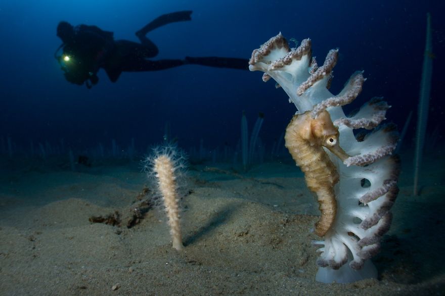 Up & Coming Category: "Beautiful" By Rupert Cornelius, Mozambique