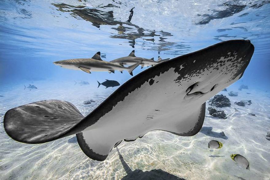 Up & Coming Category: "A Lagoon Glimpse" By Romain Barats, France