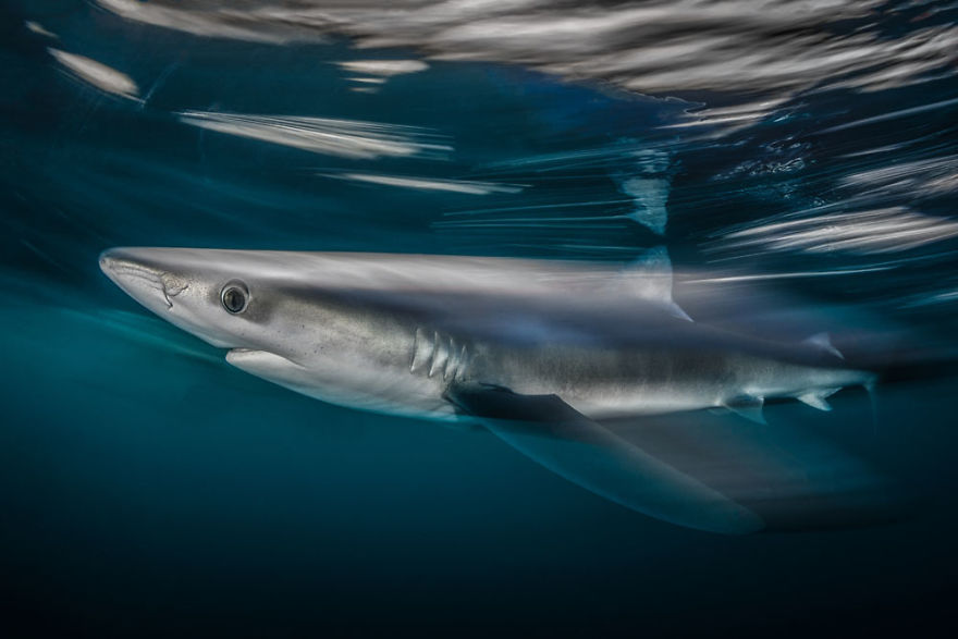 British Waters Wide Angle Category: Runner Up "Shark Speed" Nicholas More, UK