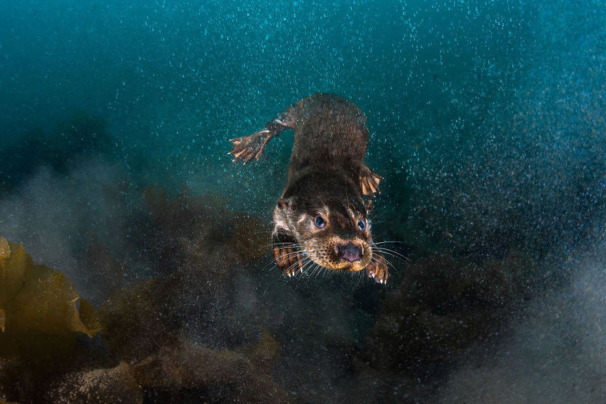 British Waters Wide Angle Category: Third "Fresh Otter At Sea" By Greg Lecoeur, France