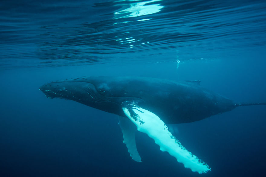 British Waters Wide Angle Category: "Humpback Whale" By Richard Shucksmith, UK