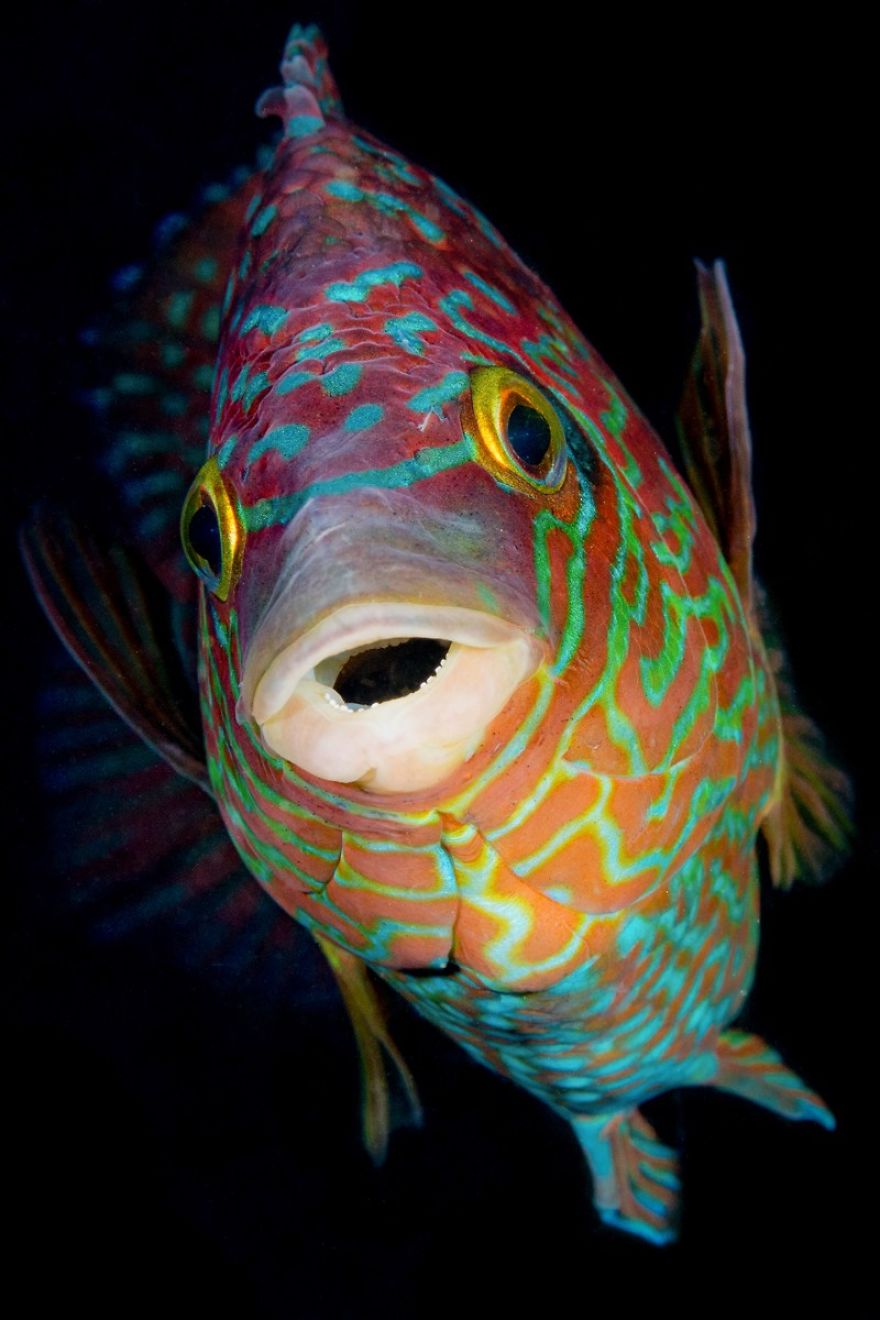 British Waters Macro Category: Third "Colourful Corkwing" By Kirsty Andrews, UK