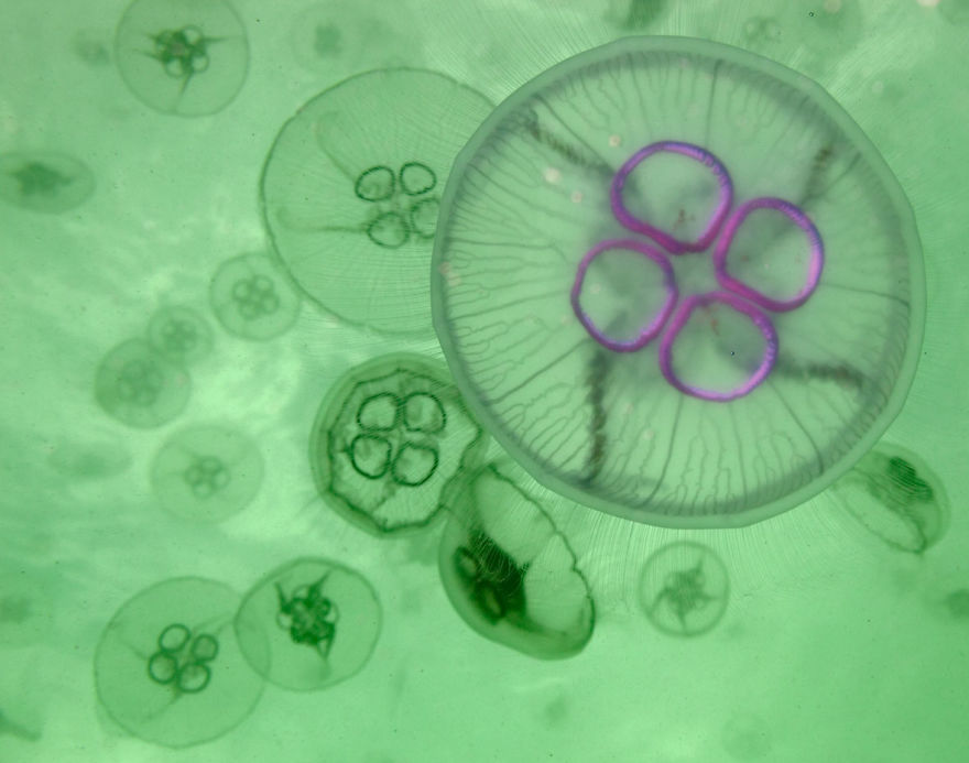 British Waters Macro Category: "Moons Above" By Lucy Kay, UK