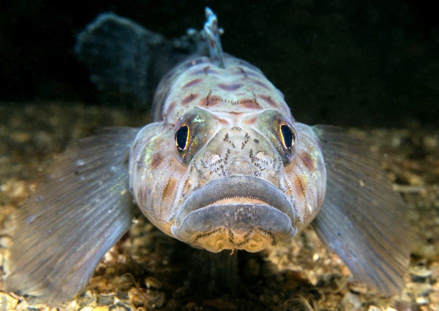 British Waters Macro Category: "Leopard-Spotted Goby" By Trevor Rees, UK
